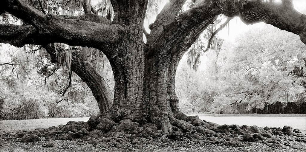 Etienne de Bore Oak, 2/10