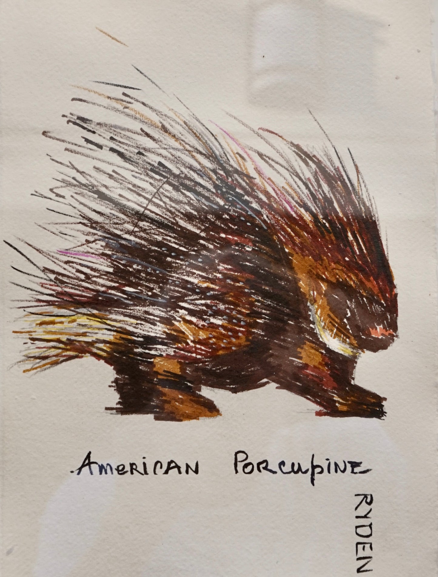 American Porcupine