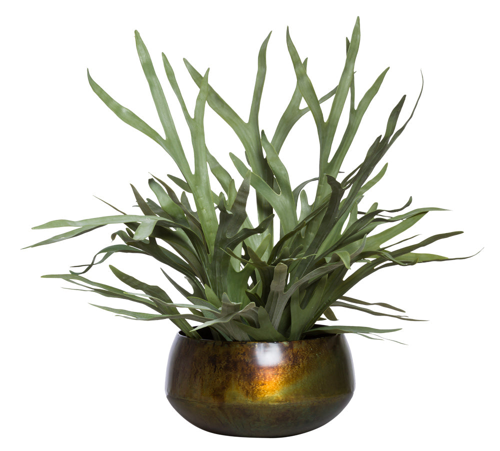 Staghorn in Large Bronze Sosa Bowl