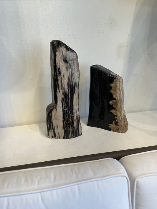 Petrified Wood