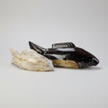 Petrified Wood Fish