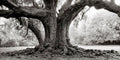 Etienne de Bore Oak, 2/10