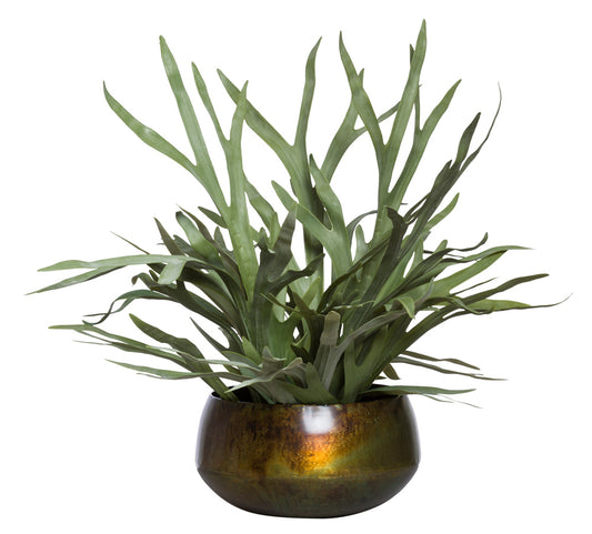 Staghorn in Large Bronze Sosa Bowl