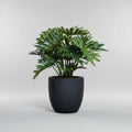 Selloum Plant in Black Resin Pot