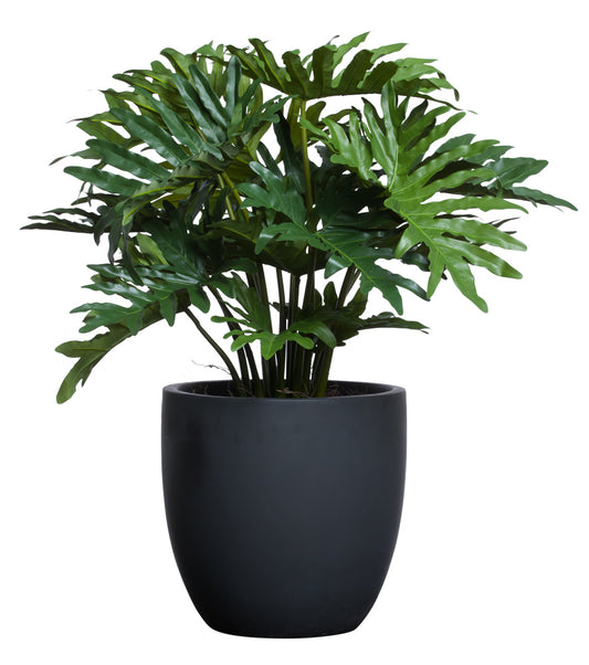 Selloum Plant in Black Resin Pot
