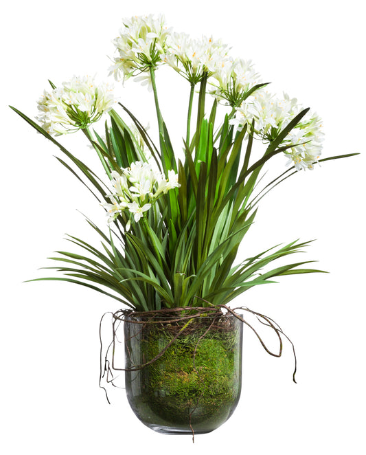 White Agapanthus in Glass Pot