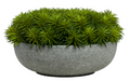 Succulent Pick in a Large Grey Stone Bowl
