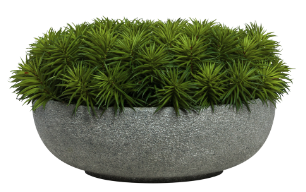 Succulent Pick in a Large Grey Stone Bowl