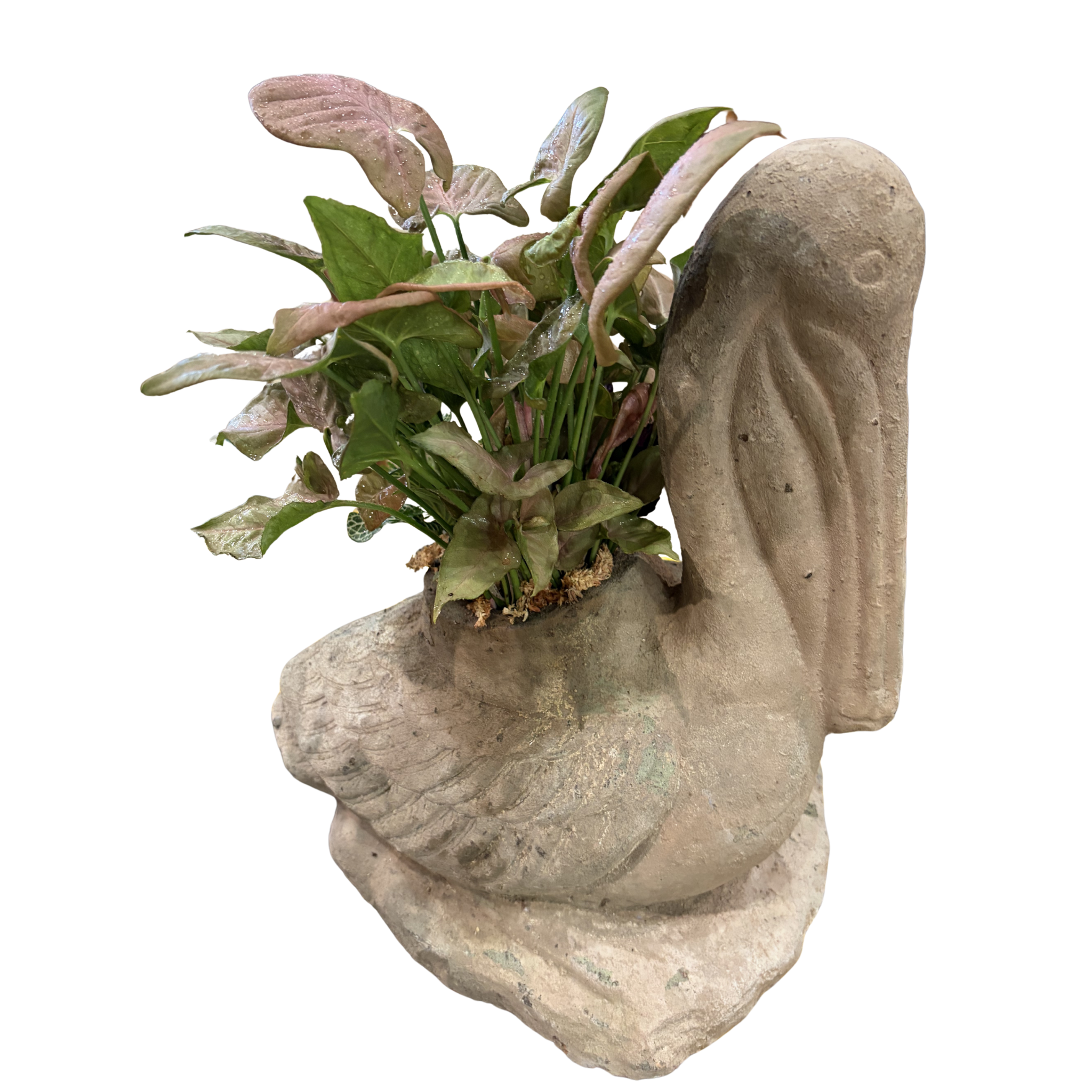 Concrete Pelicans