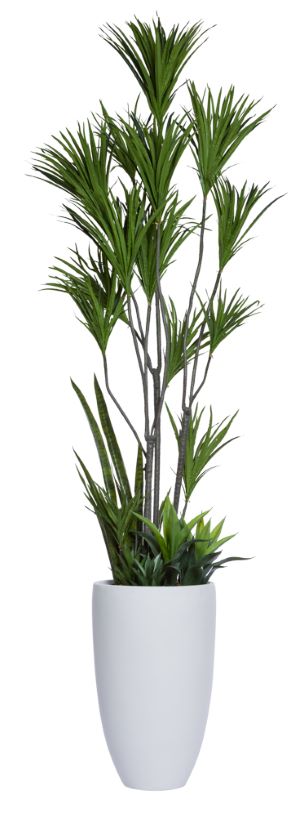 Dracena Combination in Tall White Pot