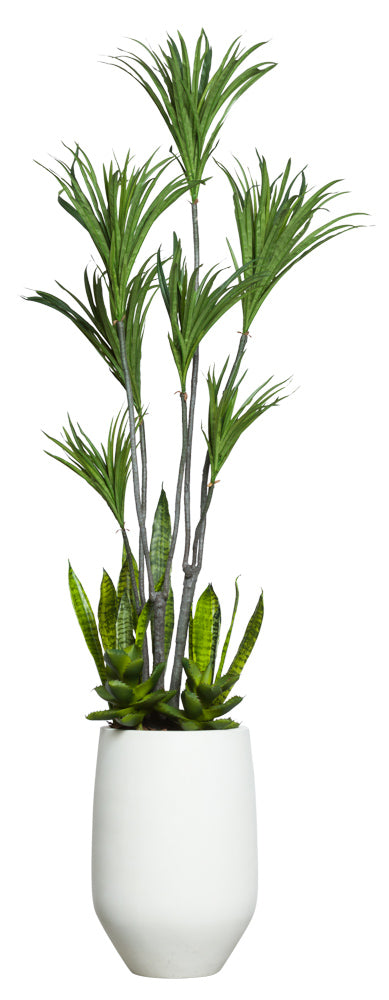 Dracena Combination in White Sandstone Pot