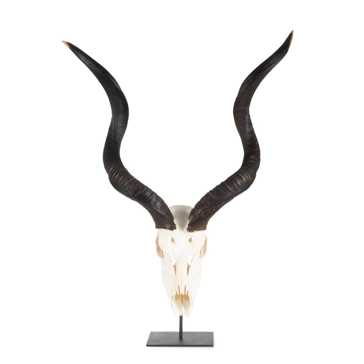 Mounted Kudu Skull, Large