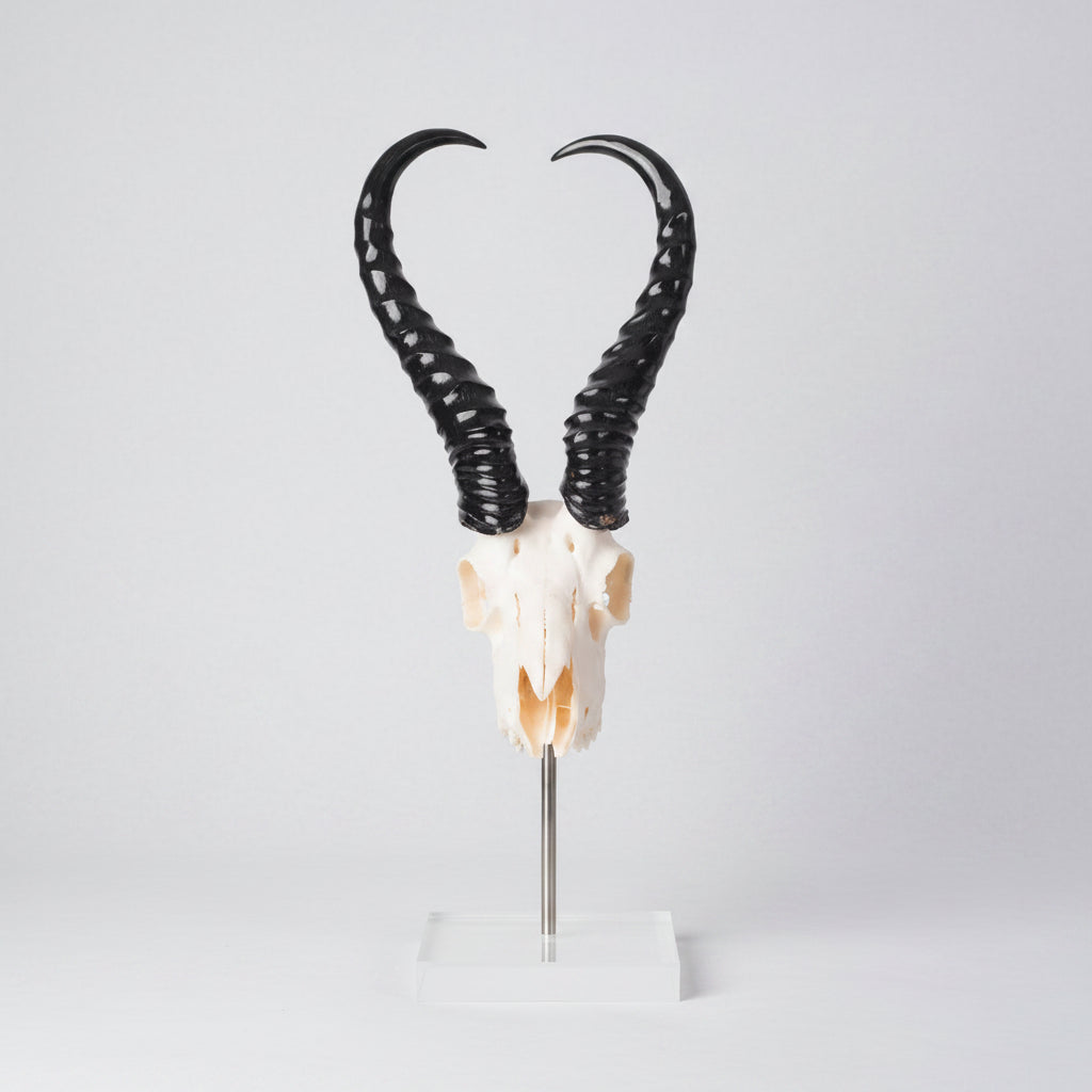 Mounted Springbok Skull