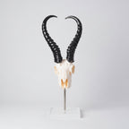 Mounted Springbok Skull