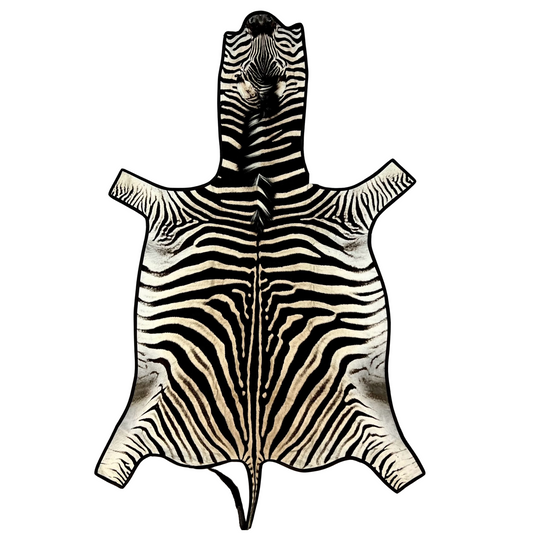 Leather Trimmed Zebra Hide