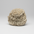 Brain Coral