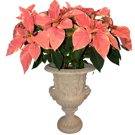 Classical Urns, Pair