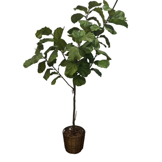 Fiddle Fig Tree in Basket
