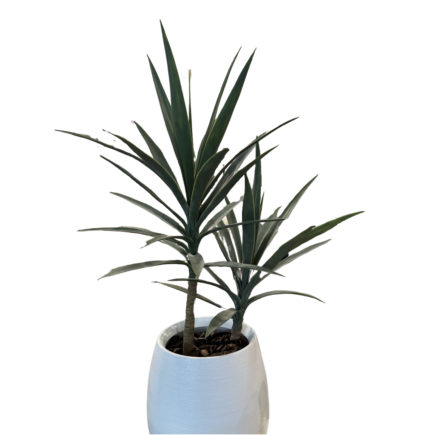 Yucca Duo in White Pot